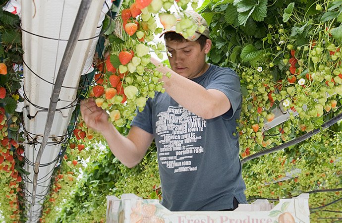 NGS – прибыльная система выращивания ягод