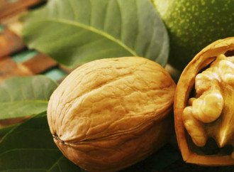 Прививка ореха – залог стабильного выращивания