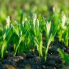 Роль биостимуляторов в сельскохозэкономике