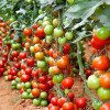 Экология плодоовощеводства. Управляем питанием