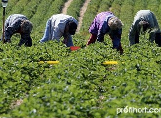 Фермери в Німеччині і Тіролі б’ють на сполох через дефіцит робітників