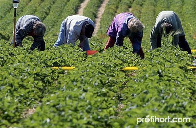 Фермери в Німеччині і Тіролі б’ють на сполох через дефіцит робітників