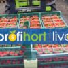 Інноваційна система вирощування суниці Tiptree (NGS)
