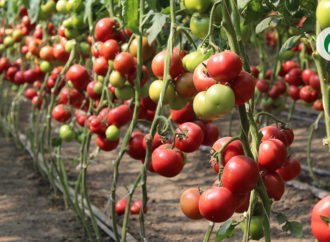 Ексклюзивні томати від  «Кітано Сідз» — можливість більшого заробітку!