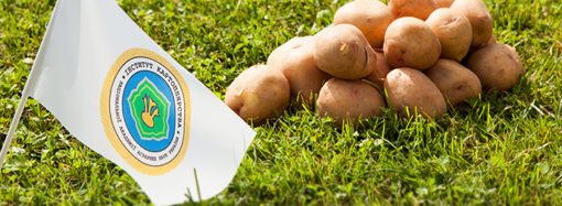 Екологічна упаковка для органічної картоплі