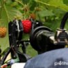 Виробники малини випробовують нового робота для збору ягід