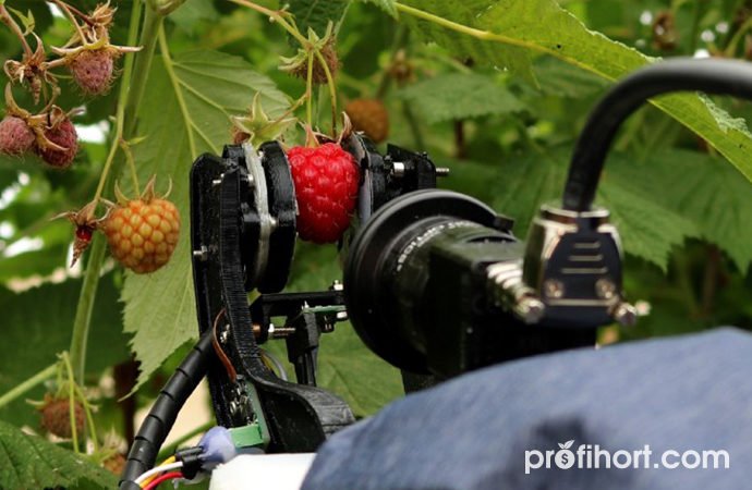 Виробники малини випробовують нового робота для збору ягід