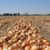Закордонні покупці скасовують замовлення цибулі через високі ціни