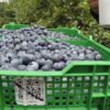 Нове відео демонструє, як блокчейн працює у ягідництві