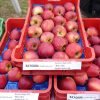 П’ять нових сортів яблуні селекції Болонського Університету