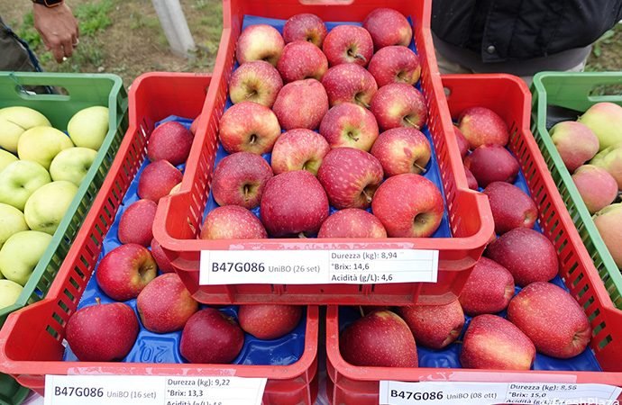 П’ять нових сортів яблуні селекції Болонського Університету