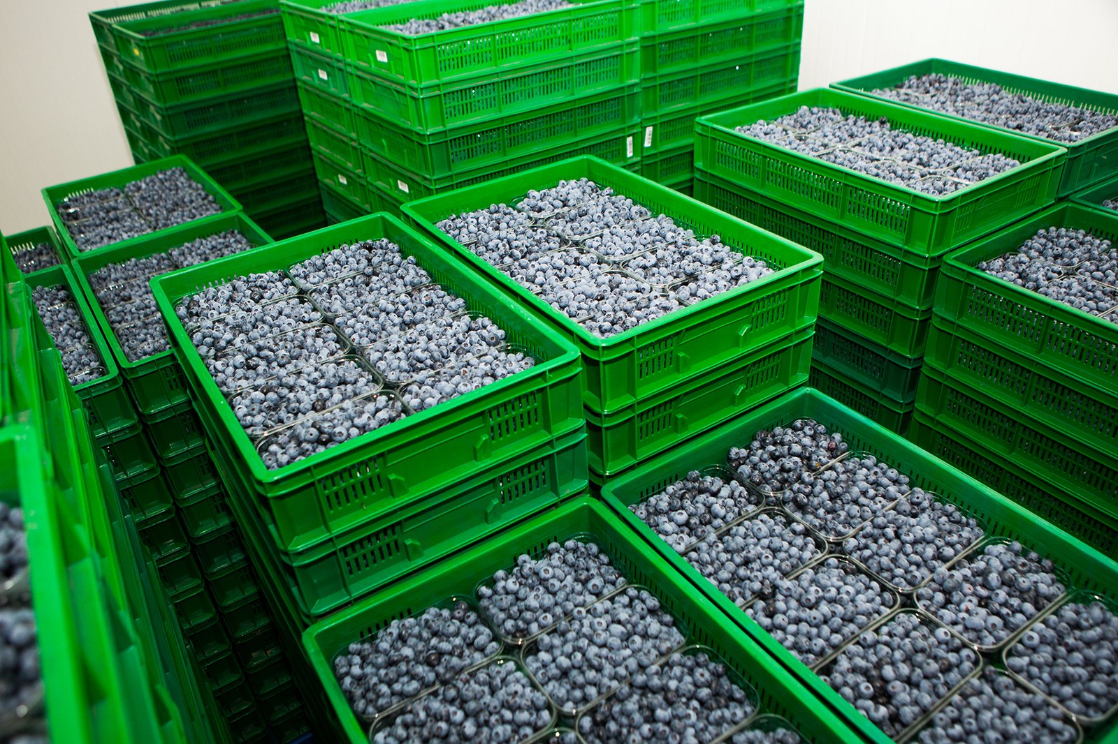 The South African blueberry season