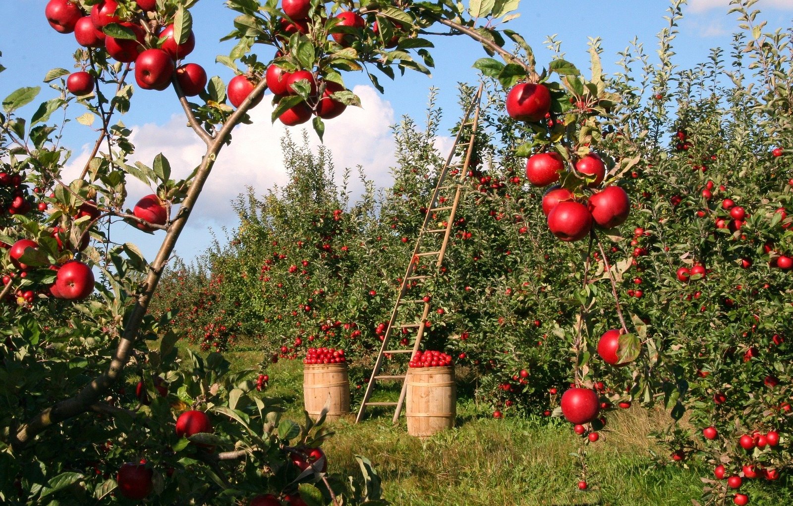 технологія вирощування яблуні. яблуневий сад