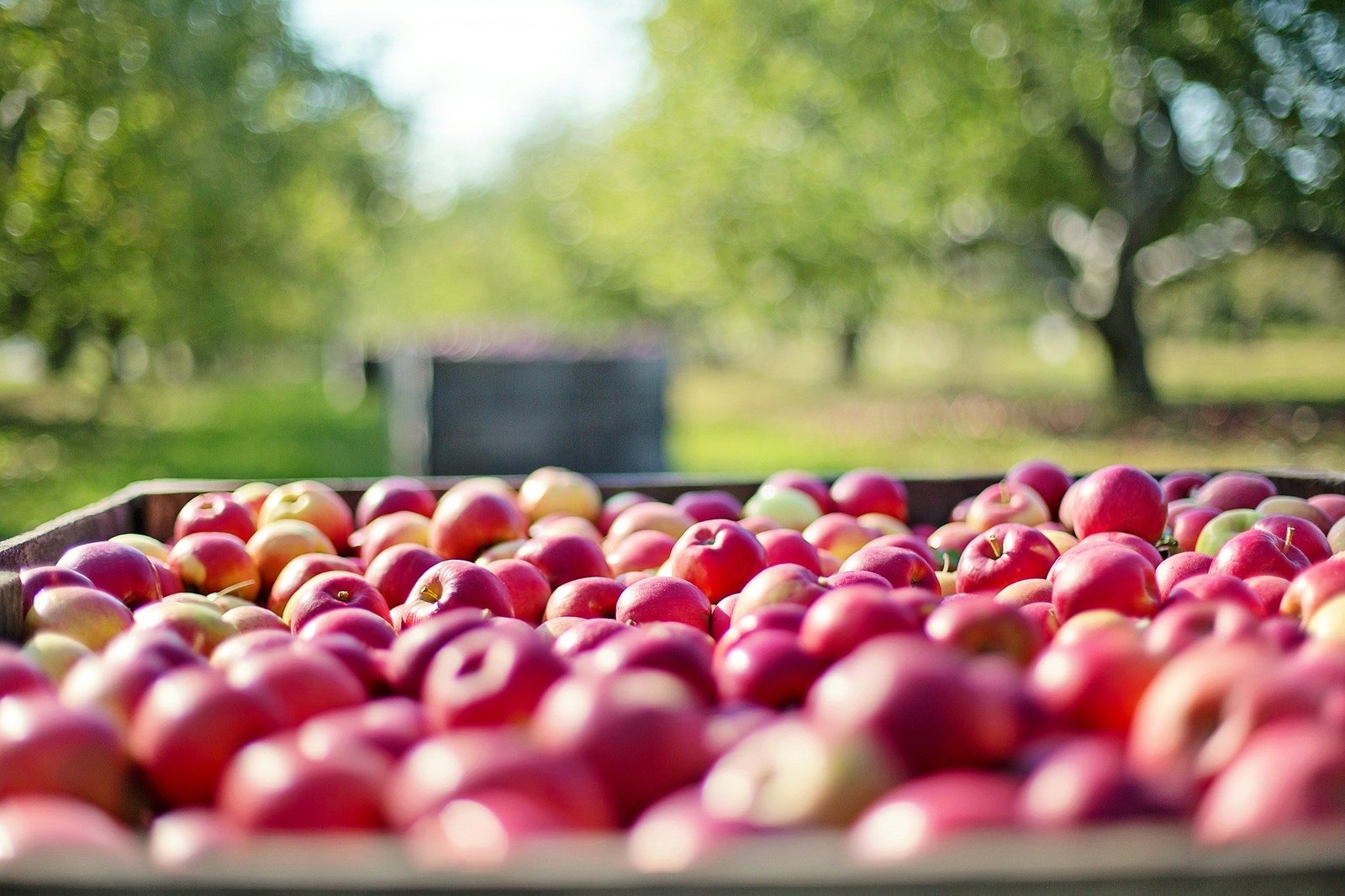 менший урожай яблук через сонячні опіки та морози. урожайність яблуні